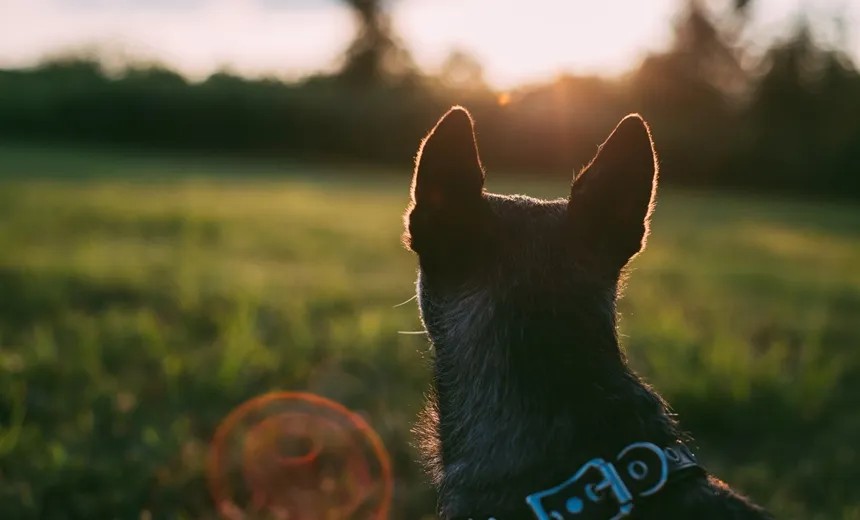 Gratuito: cinema a céu aberto permite cachorros em Salvador; confira
