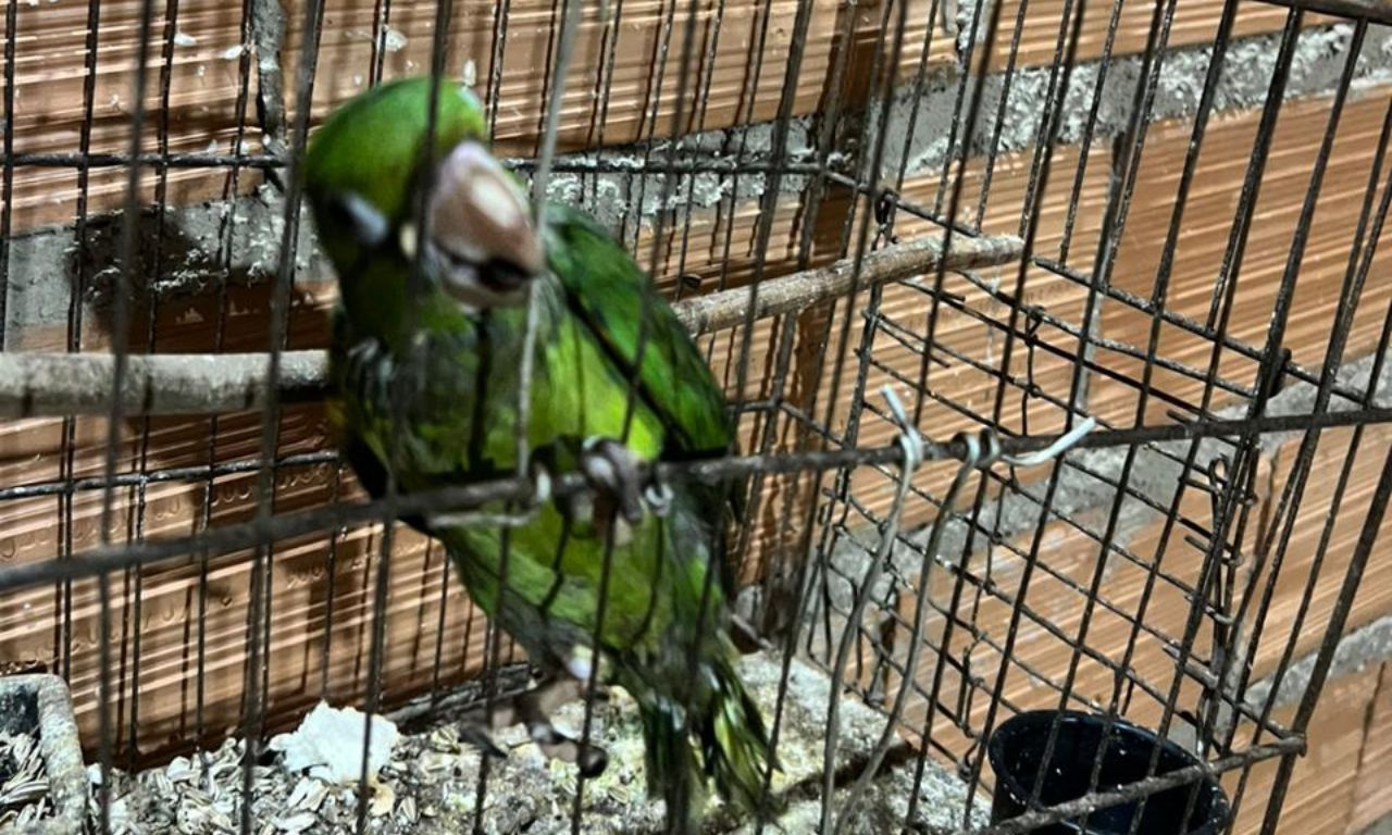 Opera&ccedil;&atilde;o contra tr&aacute;fico de animais silvestres na Bahia