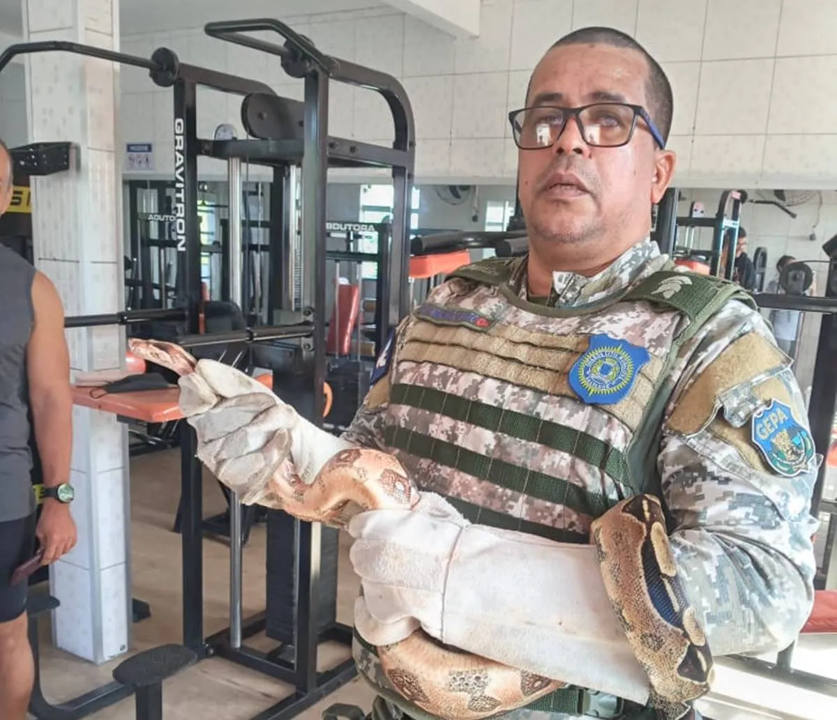 Jiboia é encontrada em equipamento de musculação em academia de Salvador
