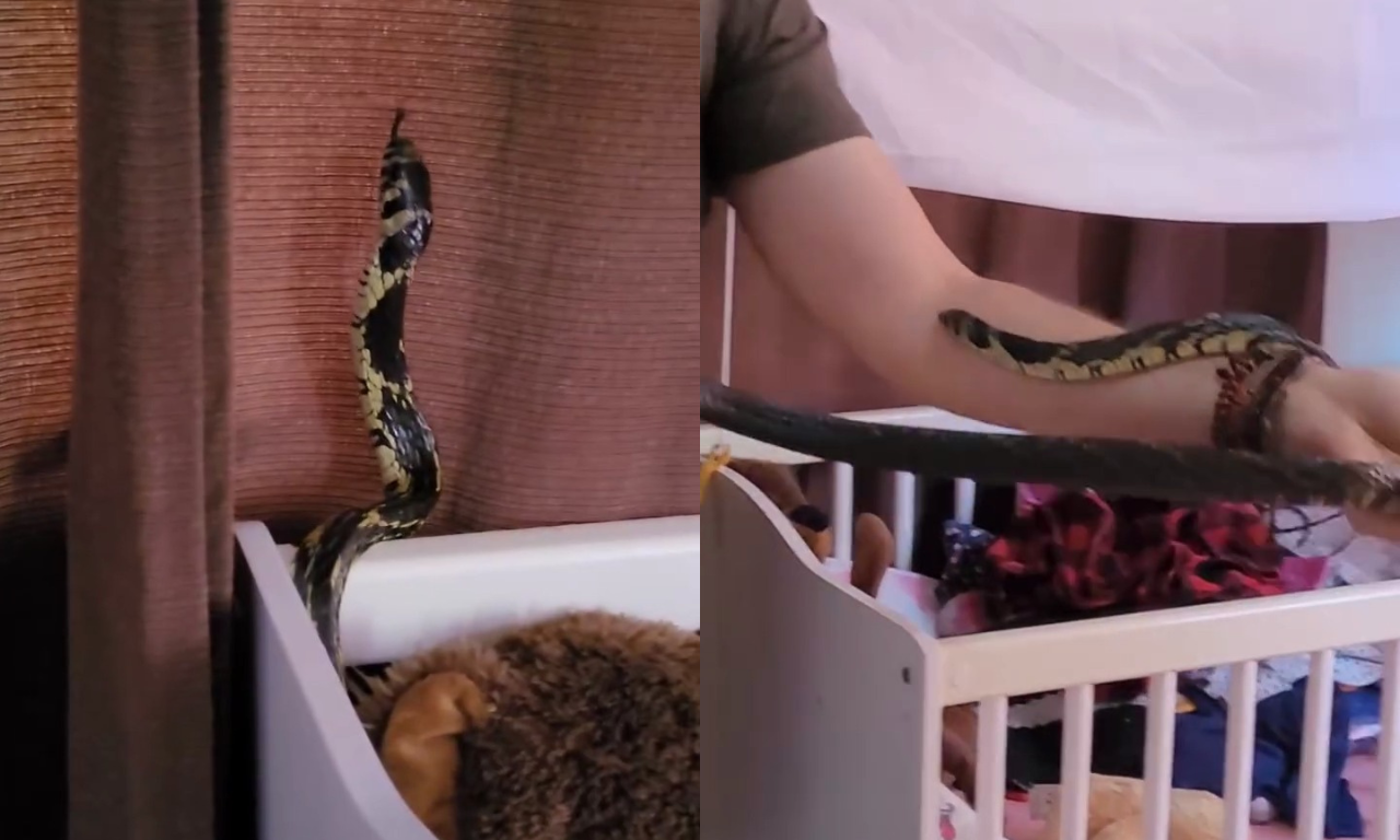Cobra é encontrada 'dormindo' no berço de bebê.Foto: redes sociais | @biologo.giba