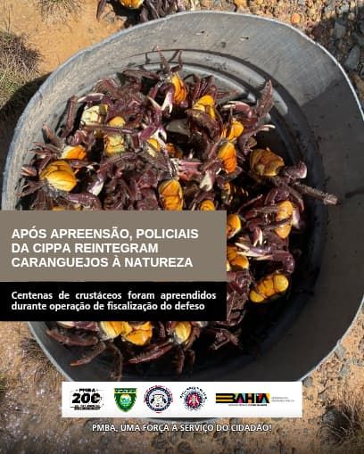 Caranguejos capturados. Foto: Caranguejos foram devolvidos para o habitat natural. Foto: Cippa Porto Seguro