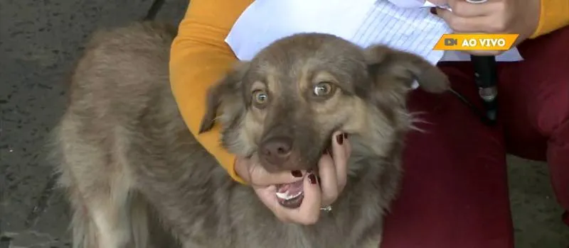 #MEADOTA: Cachorro que esperava na porta do HGE por dono internado busca adoção; Veja vídeo