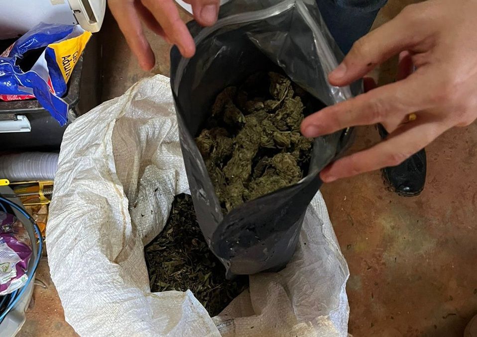 Pra Dar E Vender Mais De Meia Tonelada De Maconha Encontrada Em Fazenda