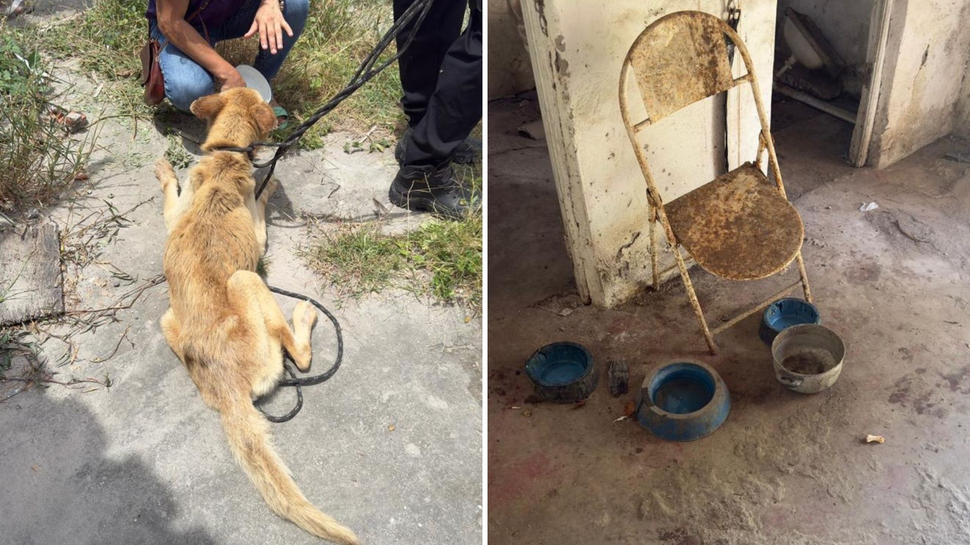 Mulher é presa suspeita de maus tratos a cachorro . Foto: Divulgação Ascom PCBA