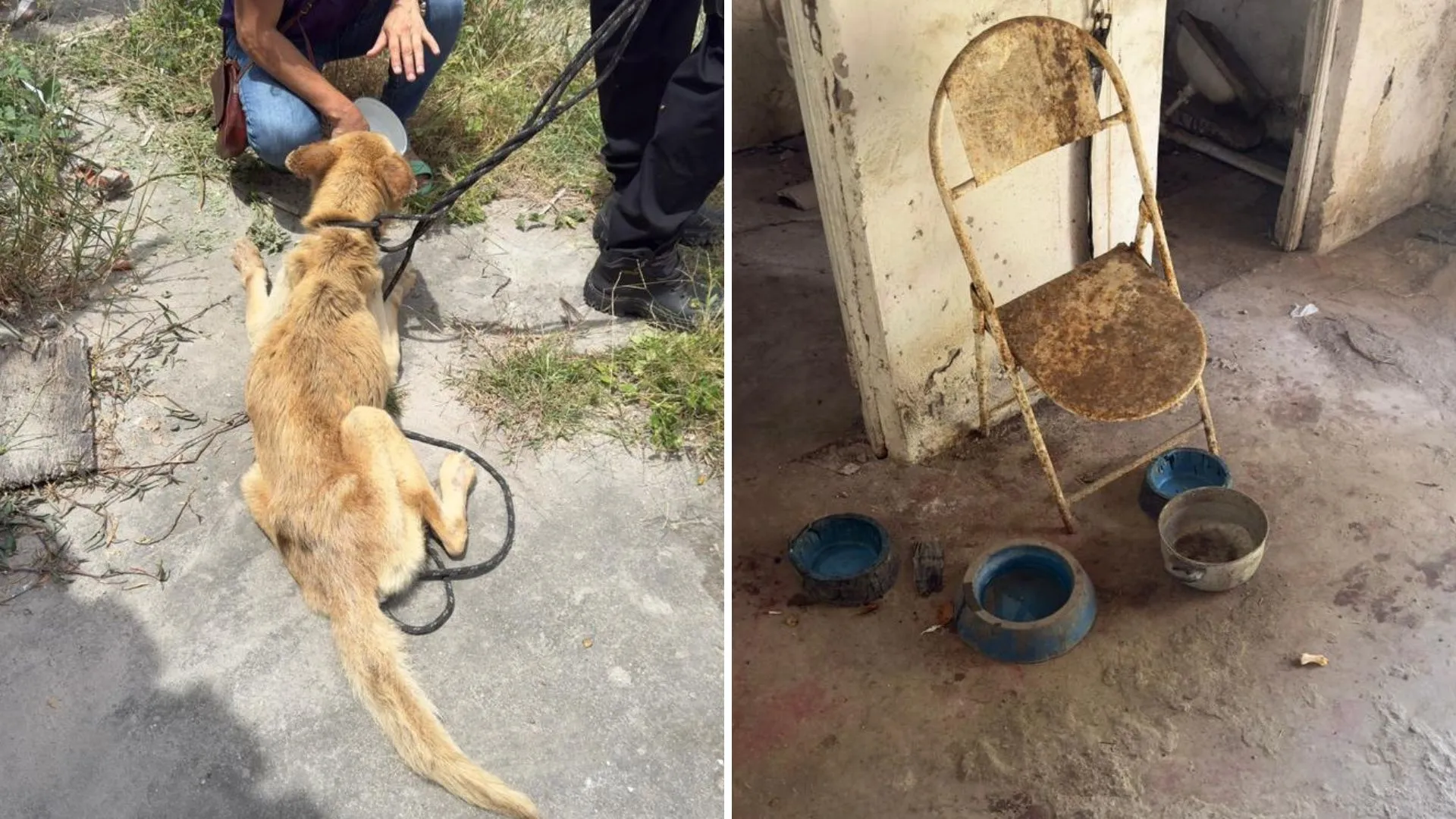 Mulher é presa suspeita de maus-tratos a cachorro em Feira de Santana