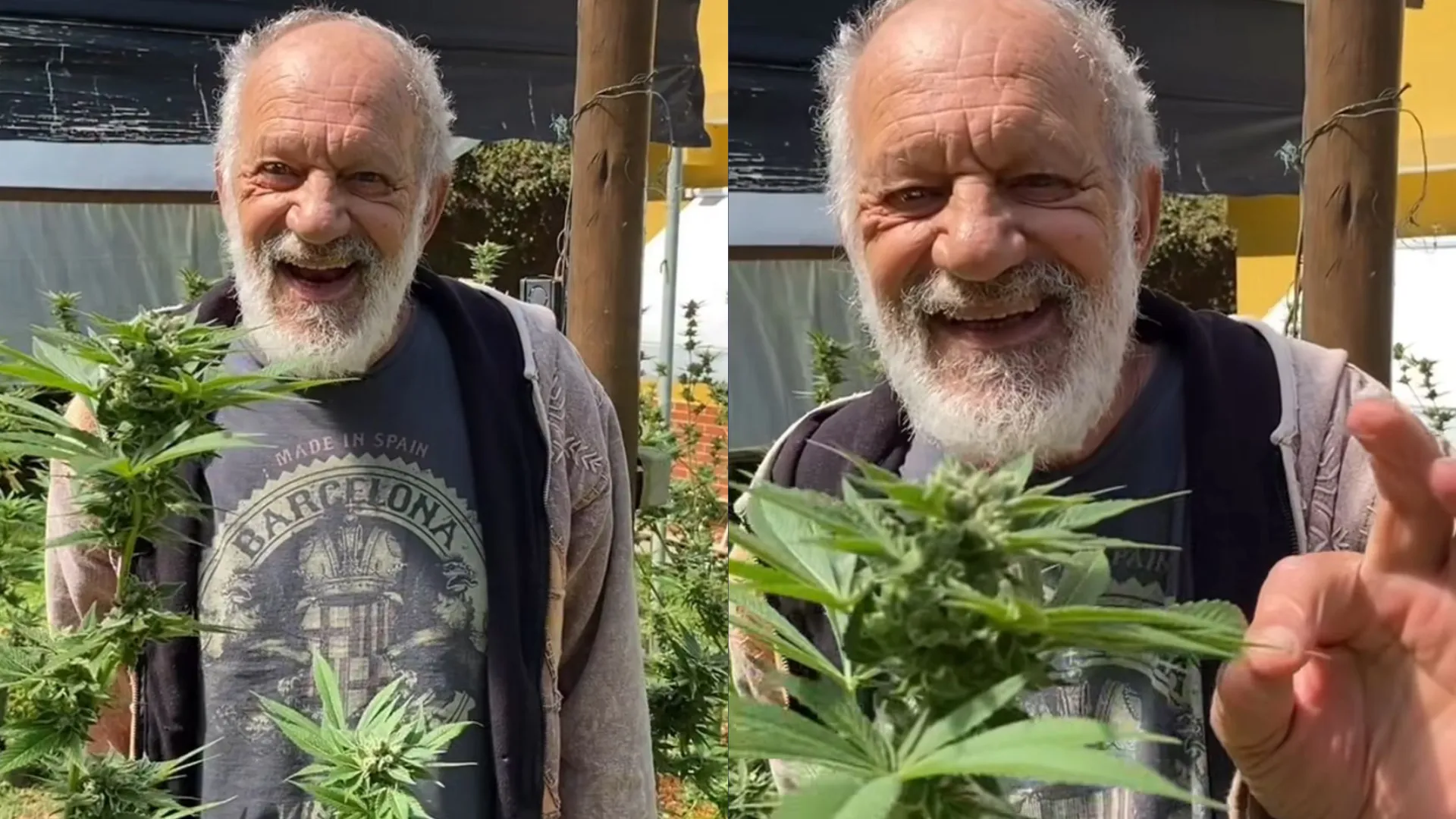 Aos 74 anos, ator mostra plantação de cannabis em casa: 'Bonitas e bem cuidadas'