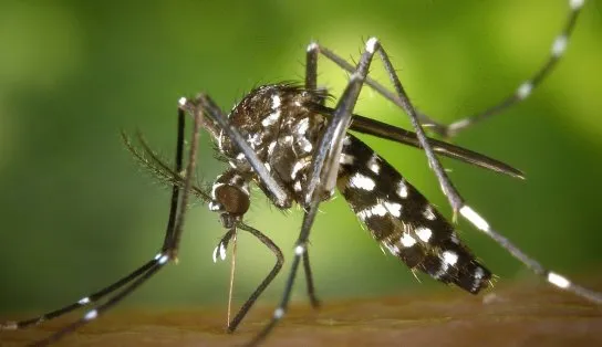 Mobilização e combate ao Aedes aegypti e a leptospirose são realizados durante essa semana em Salvador