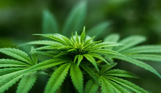 Queima! Quase um milhão de pés de maconha foram destruídos na Bahia