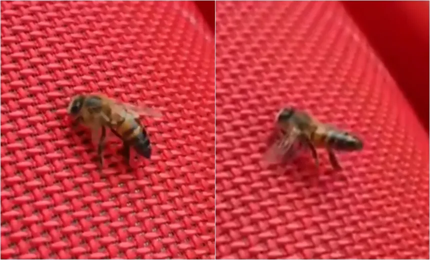 Em vídeo, abelha pousa em caixa de som, &#8220;rebola&#8221; ao som de funk e choca a web; assista