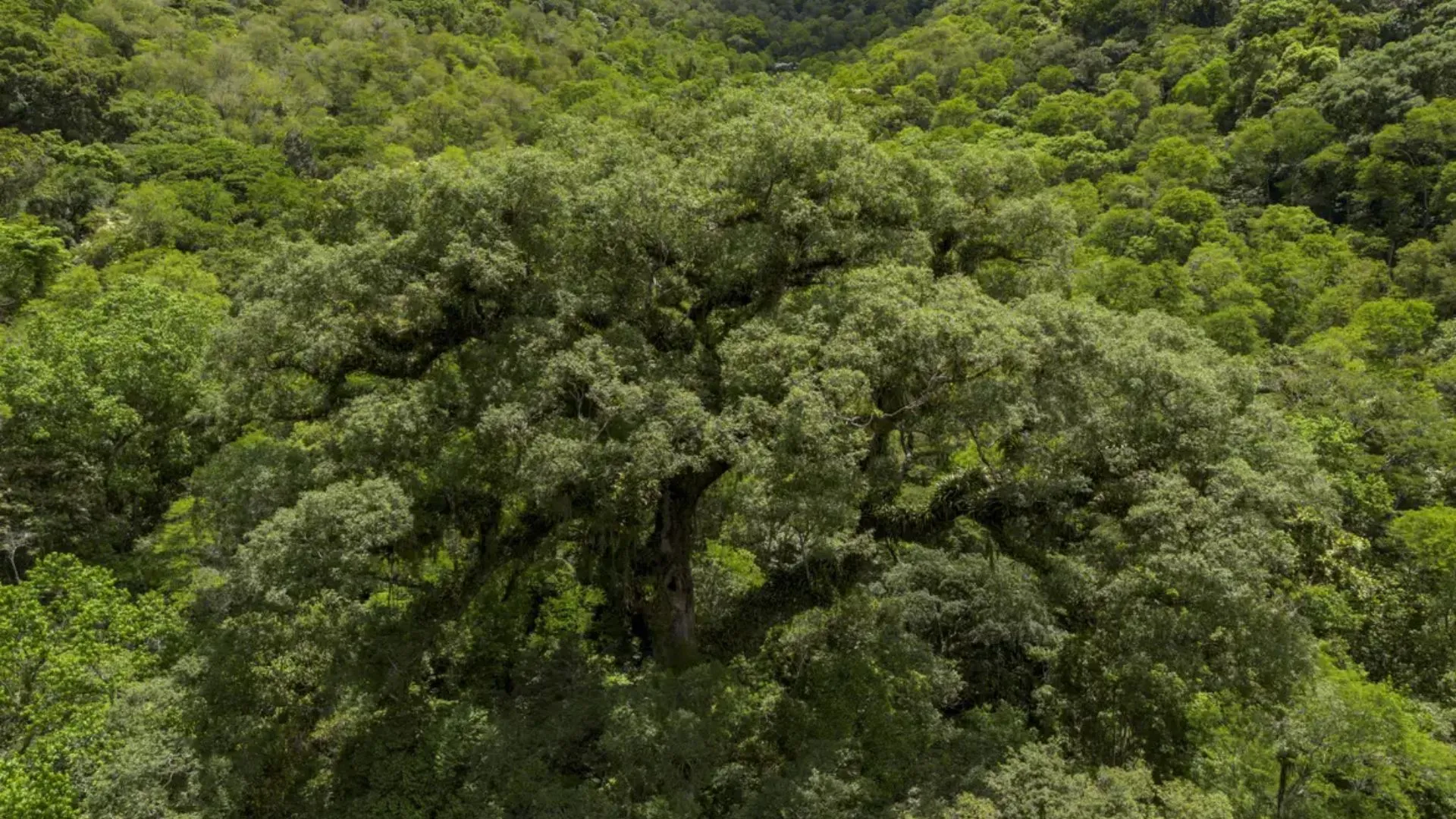 Mata Atlântica perde 2,4 milhões de hectares em 40 anos, aponta levantamento