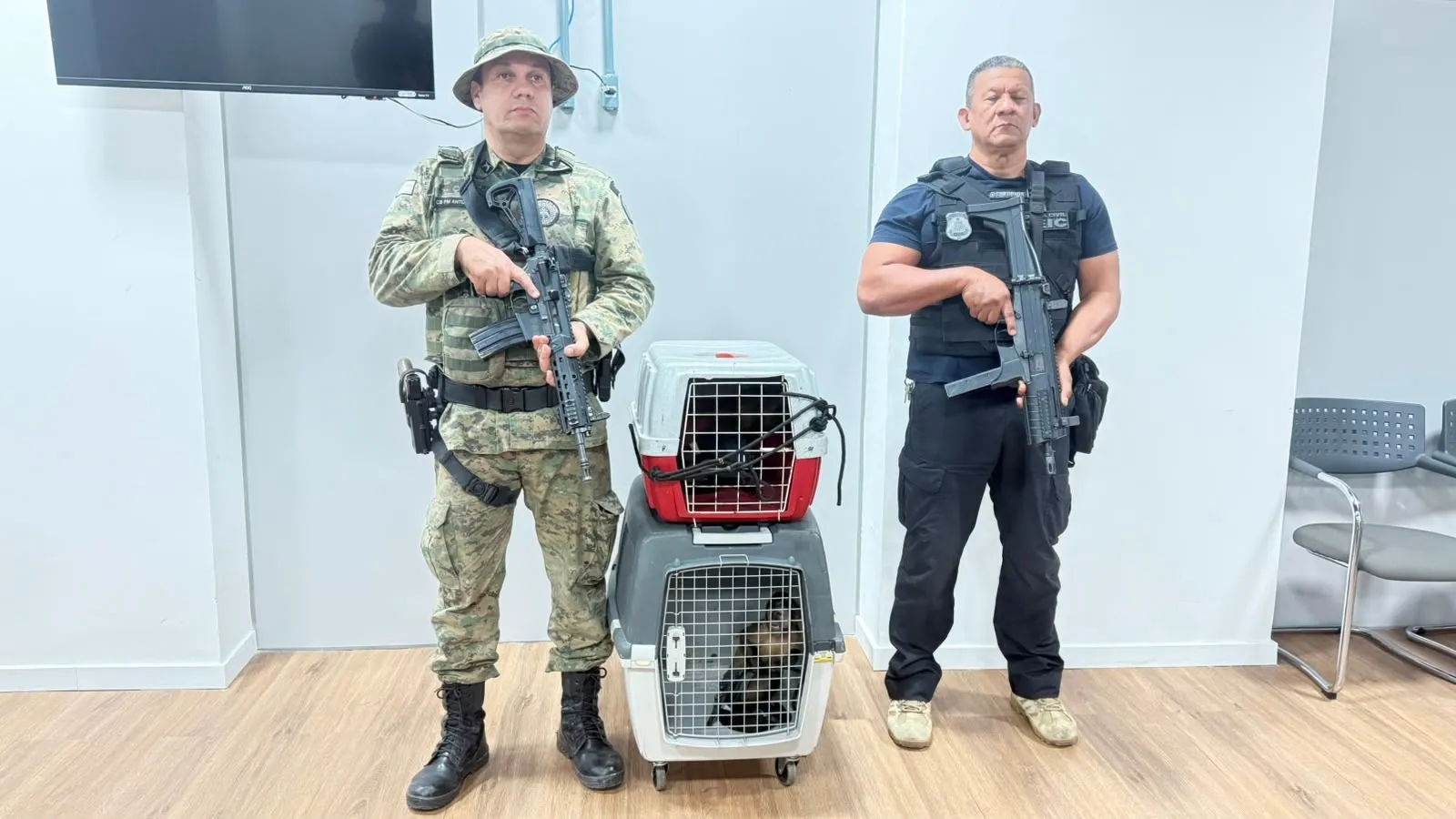 VÍDEO: macacos-prego são resgatados de casas em Salvador; animal estava de calça e blusa