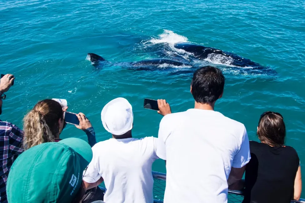 Baleia-jubarte é avistada em Salvador; vídeo mostra animal na Baía de Todos-os-Santos