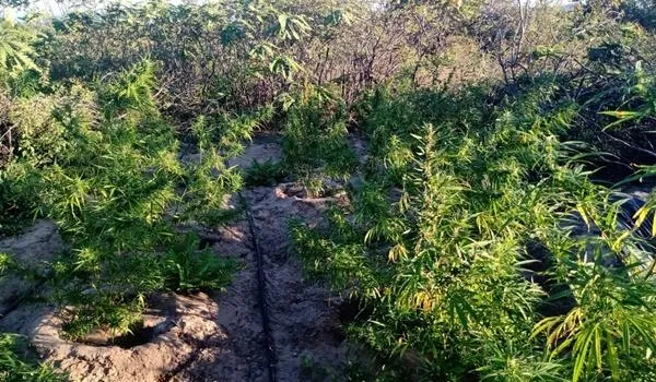 Plantação de maconha avaliada em R$ 1 milhão é erradicada no interior da Bahia