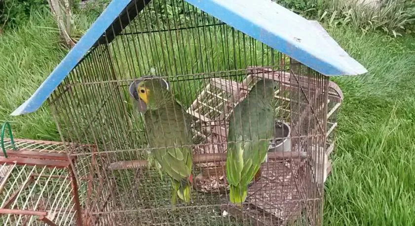 ZOO PROIBIDO: Animais silvestres são resgatados de cativeiro pela PRF em Candeias