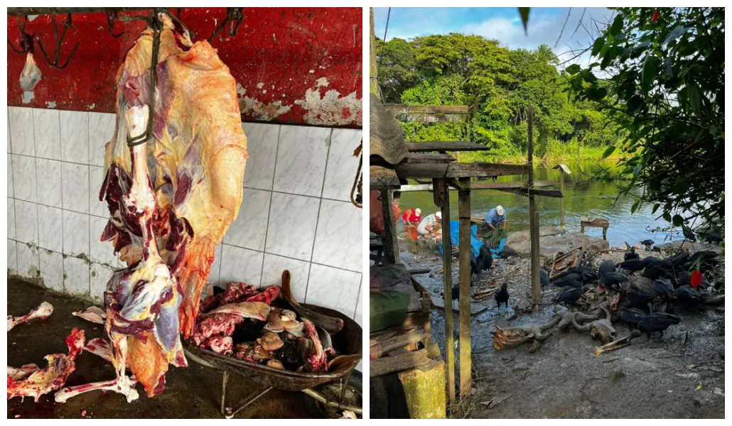 Carnes podres e abate ilegal: polícia descobre 1,5 tonelada no Sul da Bahia