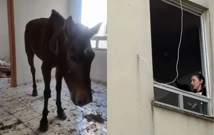 Cavalo desnutrido é encontrado em terceiro andar de prédio no Rio Grande do Sul