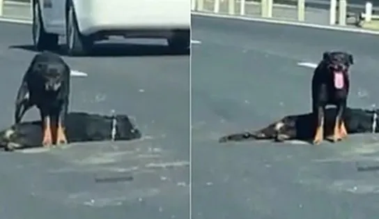 Vídeo comovente mostra cadela protegendo corpo de cachorro atropelado em rodovia; veja