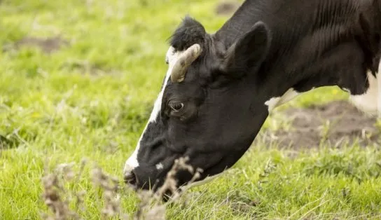 Agência Estadual de Defesa Agropecuária descarta ocorrência do mal da “vaca louca” na Bahia 