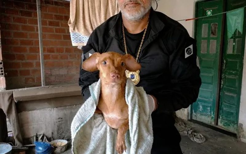 Organiza&ccedil;&otilde;es de prote&ccedil;&atilde;o animal alertam que a reprodu&ccedil;&atilde;o irregular de c&atilde;es frequentemente resulta em abandono, superlota&ccedil;&atilde;o e condi&ccedil;&otilde;es prec&aacute;rias de cria&ccedil;&atilde;o. | Foto: Rose Amorim/Ascom PCBA