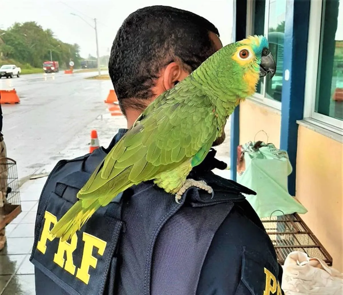 Papagaios são resgatados em condição de maus tratos e homem acaba preso