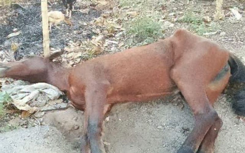 &Eacute;gua encontrada em Itapu&atilde; apresenta quadro de desnutri&ccedil;&atilde;o e necessita de atendimento especializado para avaliar as condi&ccedil;&otilde;es de sa&uacute;de. | Foto: Redes Sociais&nbsp;
