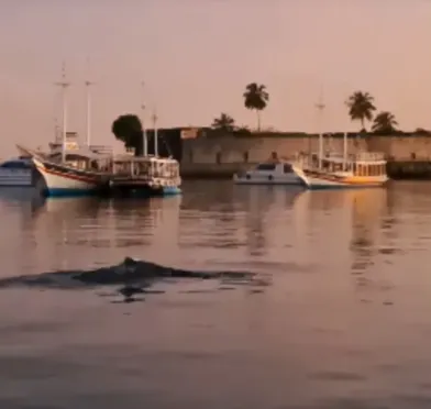 Baleia-jubarte é avistada em Salvador; vídeo mostra animal na Baía de Todos-os-Santos