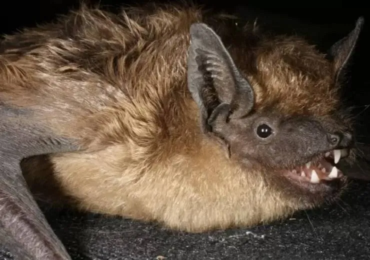 Pesquisa aponta espécie de morcego com pênis gigante; animal pode copular por 13 horas