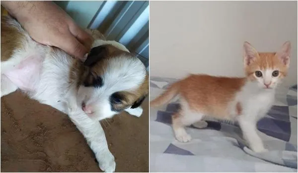 Terceira edição de feira de adoção virtual de animais começa nesta quinta-feira