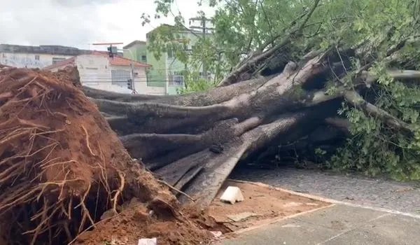 Árvore centenária cai e deixa trânsito interditado no Barbalho após fortes chuvas; assista