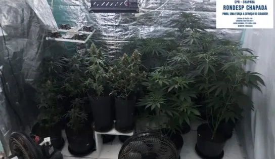 PM corta o barato de traficantes na chapada, e desmancha laboratório de maconha em apartamento alugado 