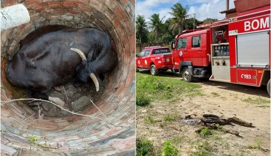 Vaca prenha é retirada de fossa de mais 3 metros de profundidade em Alagoinhas