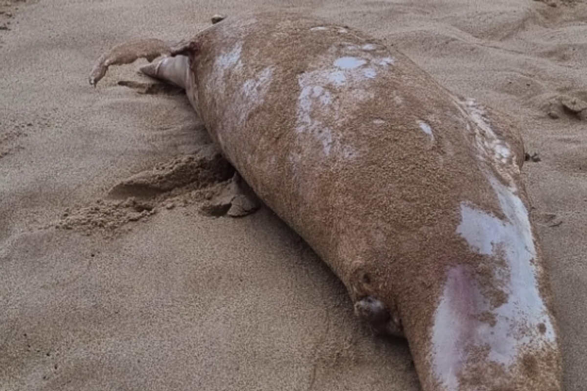 Golfinho Encontrado Morto