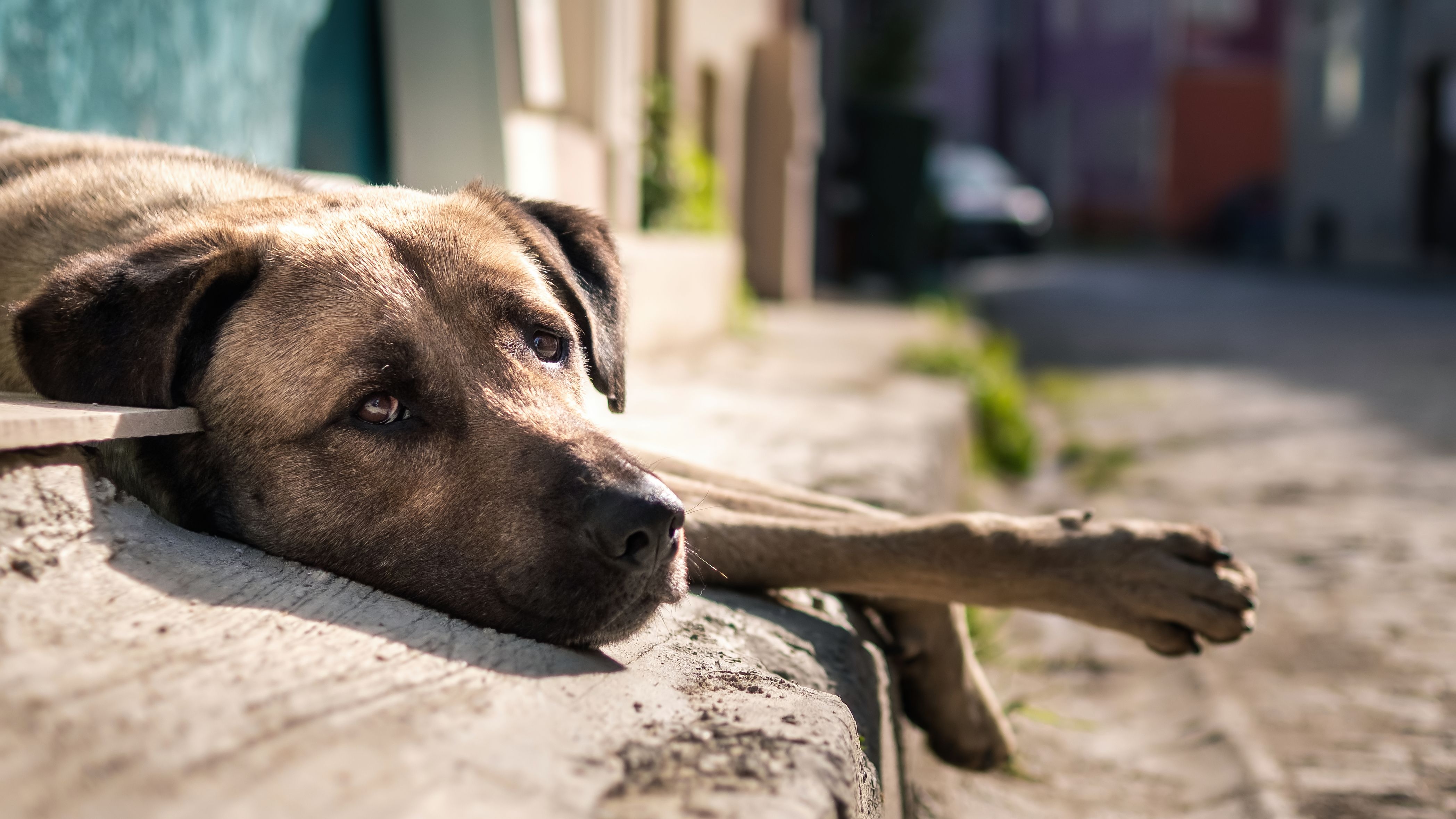 Homem &Eacute; Condenado Por Maus Tratos a Animais