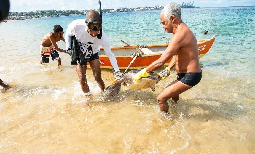 Praia do Meio: duas tartarugas são encontradas mortas na Boa Viagem no Dia Mundial da Limpeza