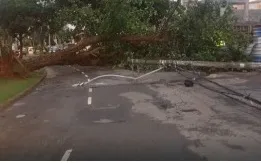 Ventos fortes derrubam árvore no Caminho das Árvores, em Salvador