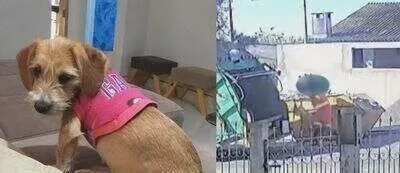 Imagem de Cadela Agatha