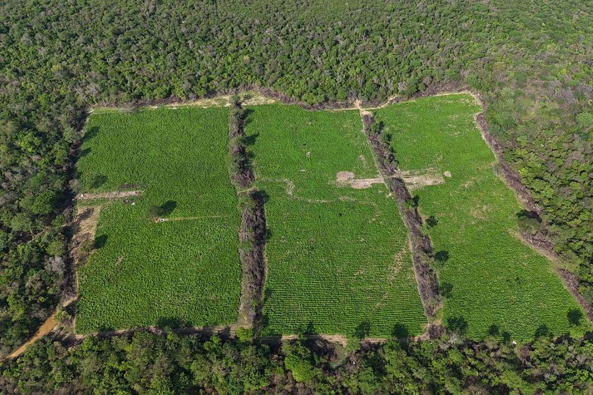 A planta&ccedil;&atilde;o de sete hectares tinha 400 mil p&eacute;s de maconha 'skunk' e outras 4,5 toneladas da droga em Xique-Xique, na Bahia. Foto: PMBA