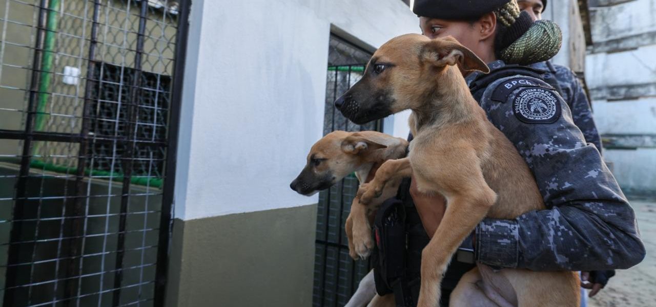 C&atilde;es Retirados Do Espa&ccedil;o Jequitaia Foram Encaminhados Para Estrutura Provis&oacute;ria No Antigo Estaleiro Corema, Na Ribeira (2)