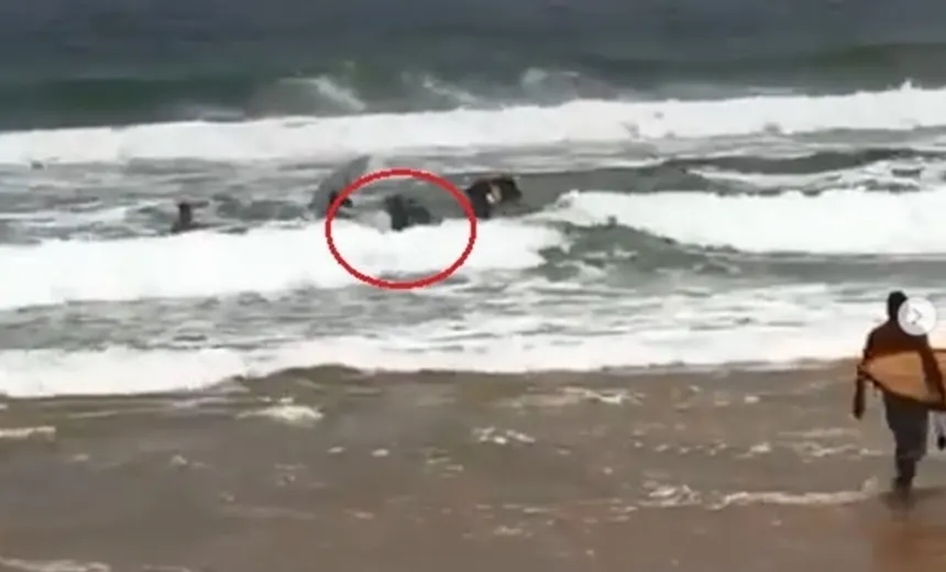 Boi aparece no mar em Stella Maris após fugir do Parque de Exposições; assista