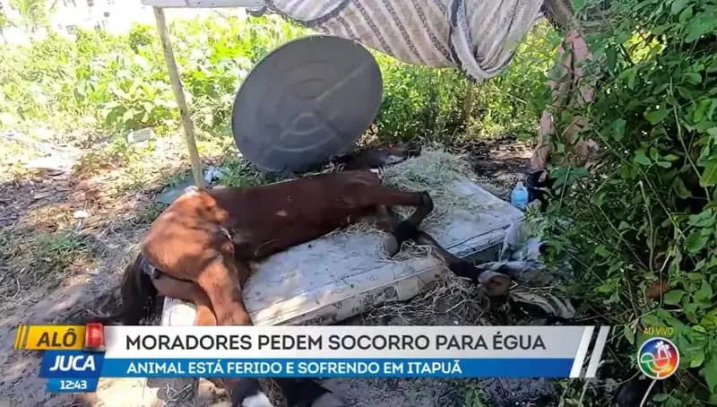Égua é abandonada em estado saúde crítico em Salvador; saiba como ajudar 
