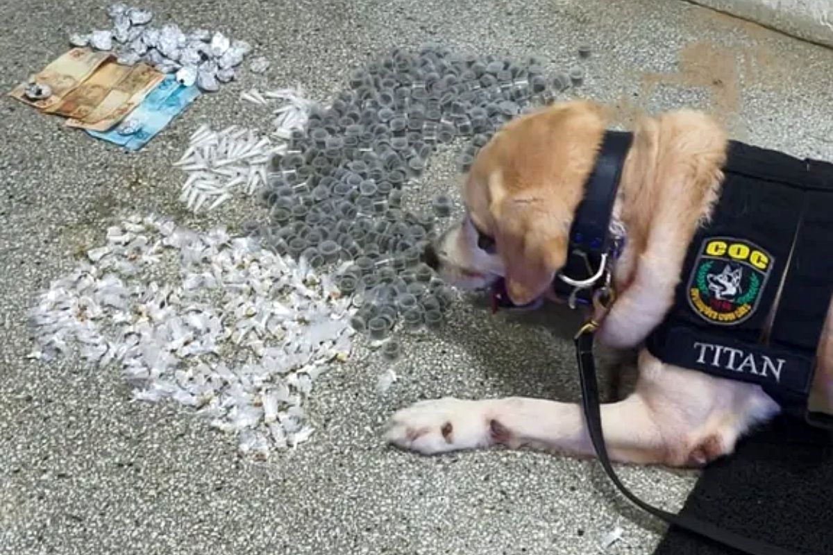Cães farejadores encontram drogas enterradas em praia de Salvador. Foto: PMBA