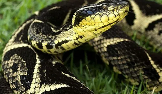 Substância em veneno de cobra jararacuçu pode inibir avanço da Covid-19