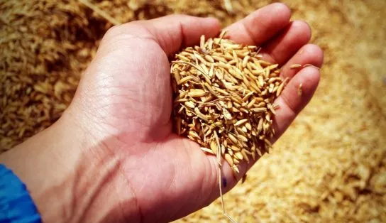 Fazendeiros americanos são liberados para plantar em áreas protegidas pelo governo; medida evitaria "fome global"