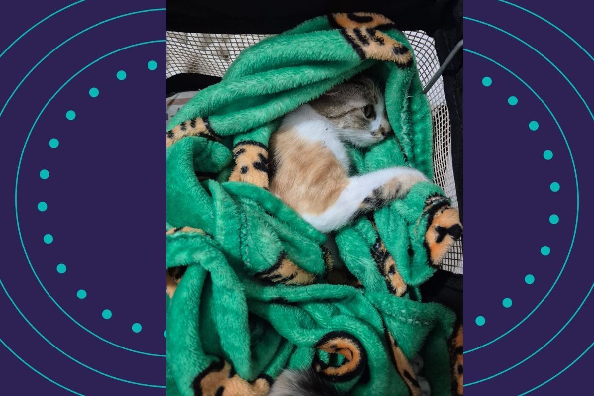 Mulher &Eacute; Presa Em Flagrante Ap&oacute;s Arremessar Gata Do 12&ordm; Andar