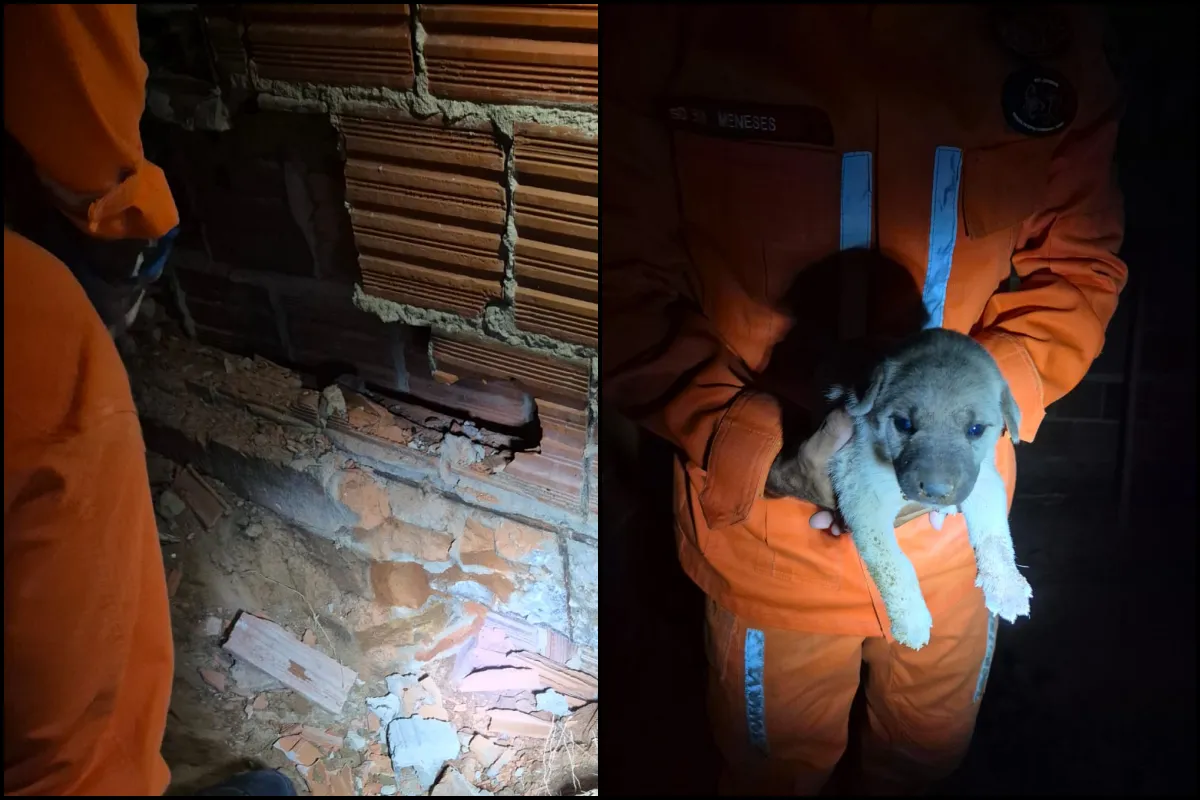 Final feliz: Bombeiros resgatam filhotes de cachorro presos entre paredes na Bahia