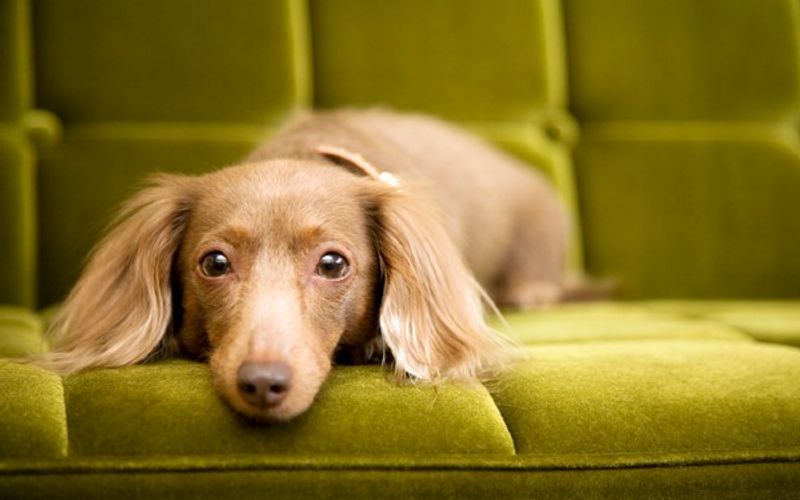Vacina&ccedil;&atilde;o antirr&aacute;bica contribui para manter o Brasil livre da raiva urbana transmitida por c&atilde;es e gatos, reduzindo o risco de novos surtos e fortalecendo a vigil&acirc;ncia em sa&uacute;de p&uacute;blica/Foto: Freepik&nbsp;