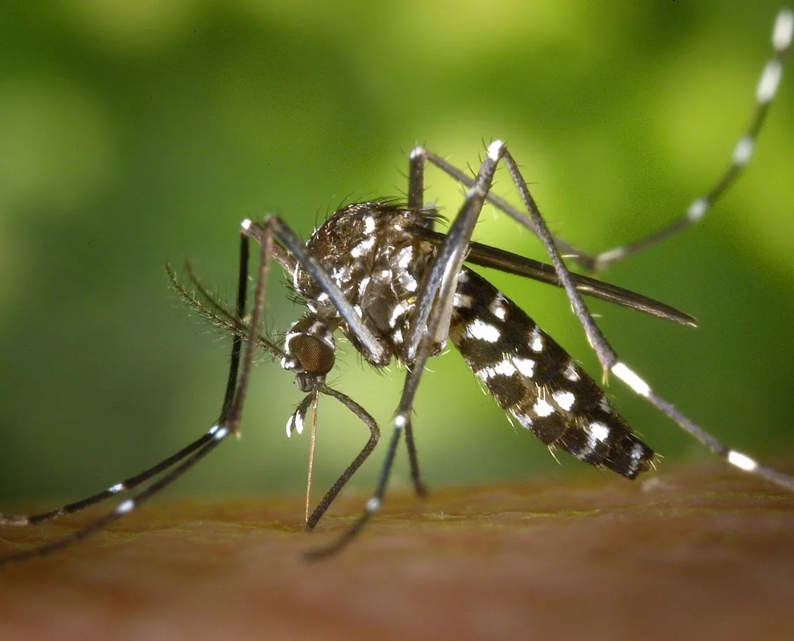 Brasil ultrapassa 650 mil casos de dengue e 94 mortes desde o início do ano