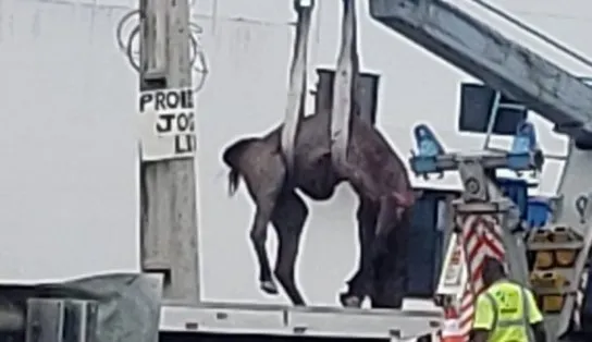 Cavalo morre em acidente com veículo na BA 099; altura de Jauá