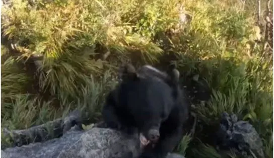 Susto! Alpinista grava momento em que é atacado por um urso durante escalada no Japão; veja vídeo  