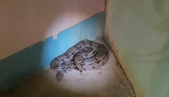 Moradores de Barreiras se assustam ao ver jiboia de 3 metros atravessando a rua e acionam bombeiros